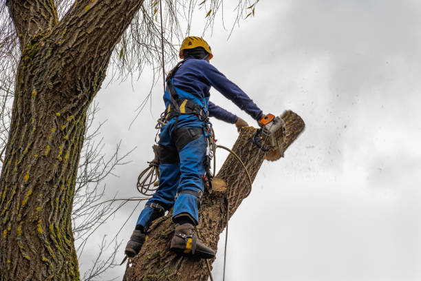 Best Storm Damage Tree Cleanup  in Lackawanna, NY