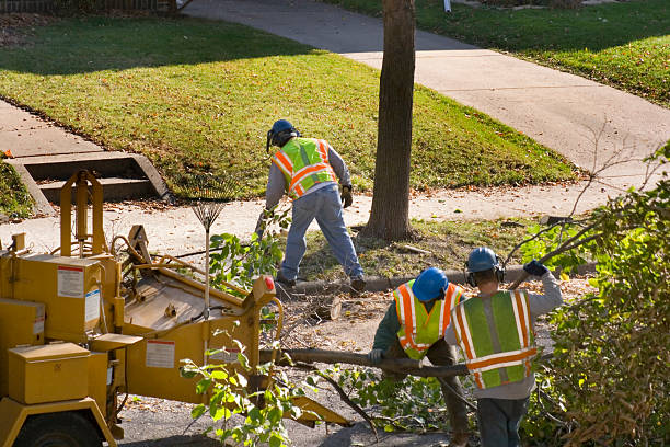 Best Arborist Consultation Services  in Lackawanna, NY