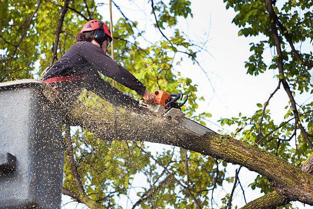 Best Tree Preservation Services  in Lackawanna, NY