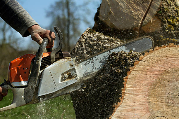 Best Mulching Services  in Lackawanna, NY